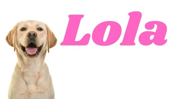 Significado del nombre Lola para perro