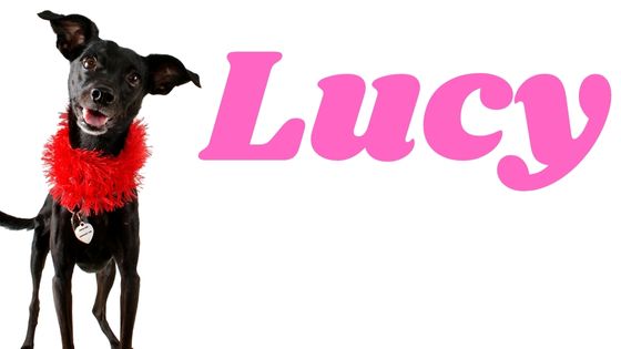 Significado del nombre Lucy para perra