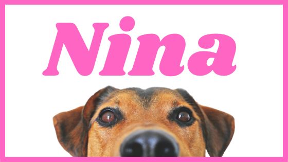 Significado del nombre Nina para perro